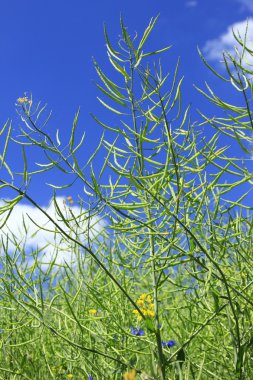 Canola plants clipart