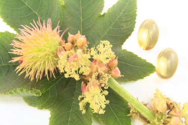 Ricinus communis