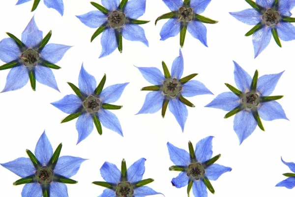 ルリヂサの花 — ストック写真