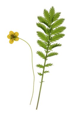 kazlar kurtpençesi - potentilla anserina