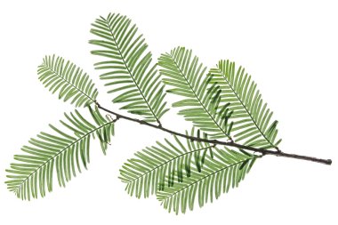 Chinese redwood clipart