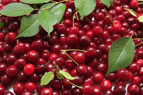 Sour cherries