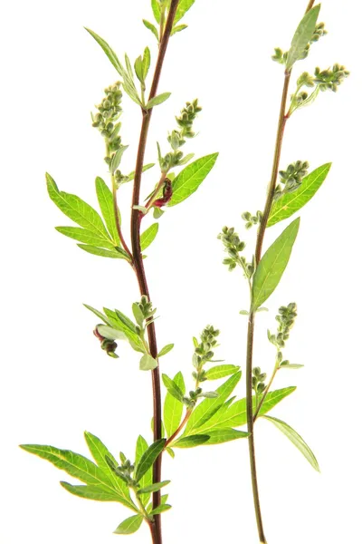 Absinto - Artemisia vulgaris — Fotografia de Stock