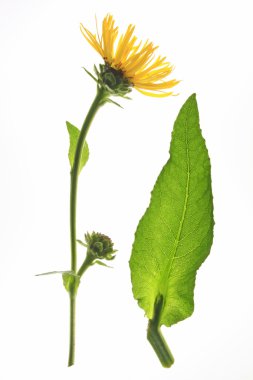 Elektropan (Inula helenium)