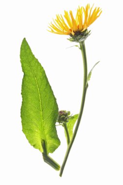 Elecampane (Inula helenium) clipart