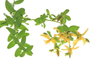 St John's wort (Hypericum perforatum)