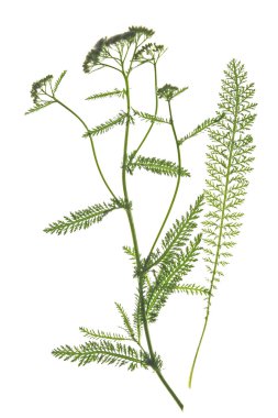 Çiçek açan civanperçemi (Achillea millefolium)