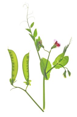 Sugar pea (Pisum sativum) clipart