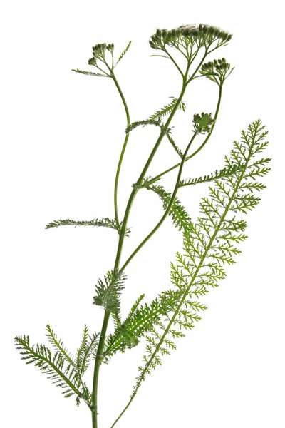 Blühende Schafgarbe (achillea millefolium)) — Stockfoto