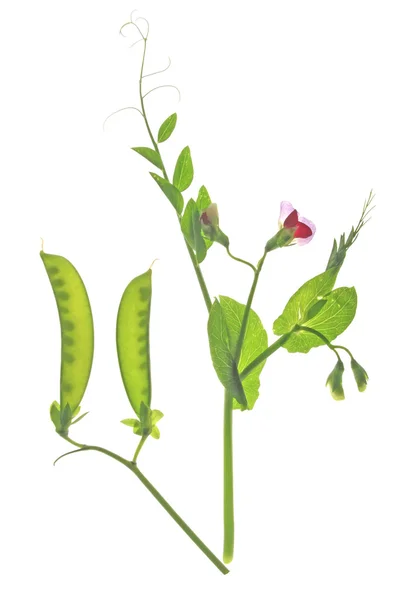 Sokeriherne (Pisum sativum) ) — kuvapankkivalokuva