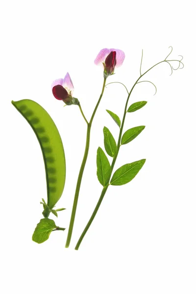 Cukru hrachu (Pisum sativum) — Stock fotografie