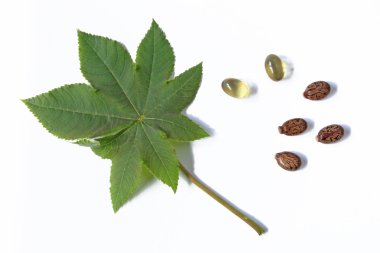 Castor plant - Ricinus communis clipart