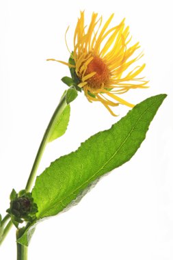 Elektropan (Inula helenium)