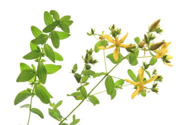 St. John's wort (Hypericum perforatum) clipart