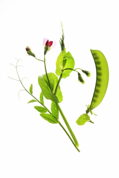 Suiker pea (Pisum sativum) — Stockfoto