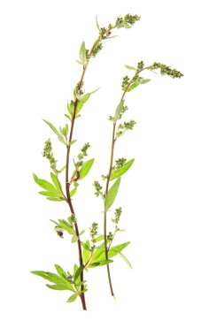 Wormwood (Artemisia vulgaris) clipart