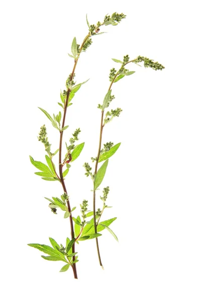Piołun (Artemisia vulgaris) — Zdjęcie stockowe