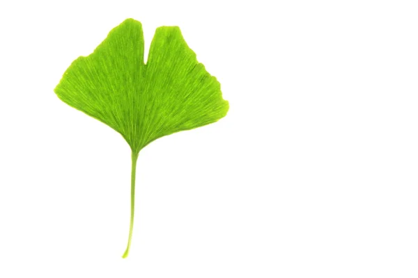 Ginkgo leaf (Ginkgo biloba) — Stock Photo, Image