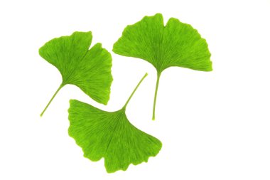 Ginkgo leaves (Ginkgo biloba) clipart