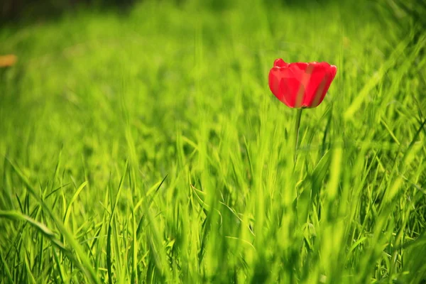 Czerwony tulipan w wiosna łąka — Zdjęcie stockowe