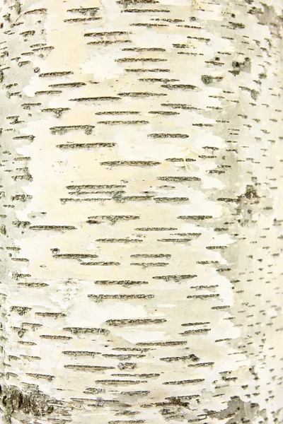 전형적인 자작나무 껍질 — 스톡 사진