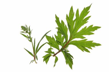 Mugwort (Artemisia vulgaris) clipart