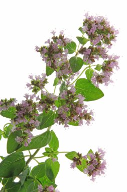 kekik (origanum vulgare)