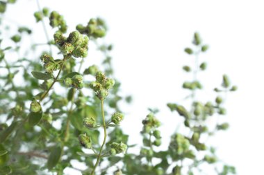 Mercanköşk (Origanum majorana)