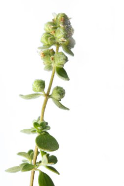 Marjoram (Origanum majorana) clipart