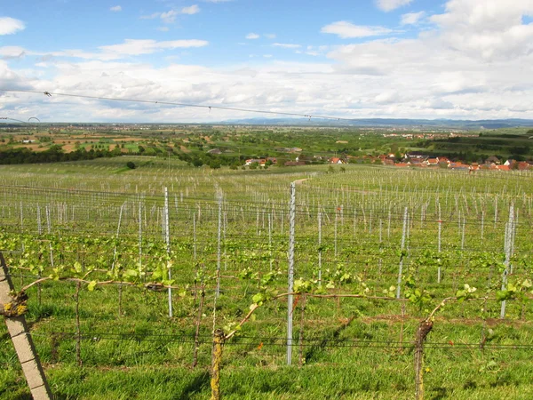 Weinanbaugebiet am kaiserstuhl, Deutschland — Stockfoto