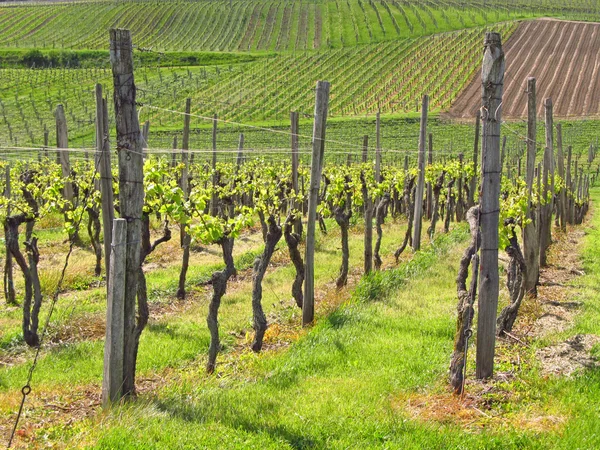 Winnice regionu kaiserstuhl, Niemcy — Zdjęcie stockowe