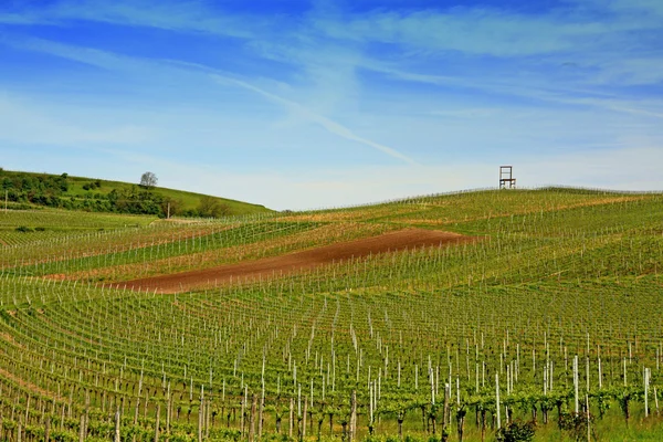 Wijngaarden van de Kaiserstuhl regio (Duitsland) — Stockfoto