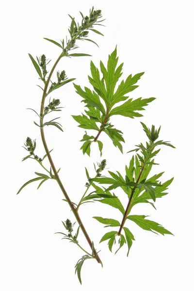 Мугабе (Artemisia vulgaris) ) — стоковое фото