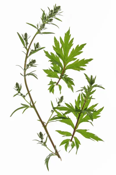 Pelyňku (Artemisia vulgaris) — Stock fotografie