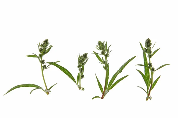 Erva-cidreira (Artemisia vulgaris ) — Fotografia de Stock