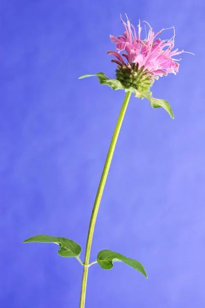 Kwiat bee balsam (Monarda didyma) — Zdjęcie stockowe