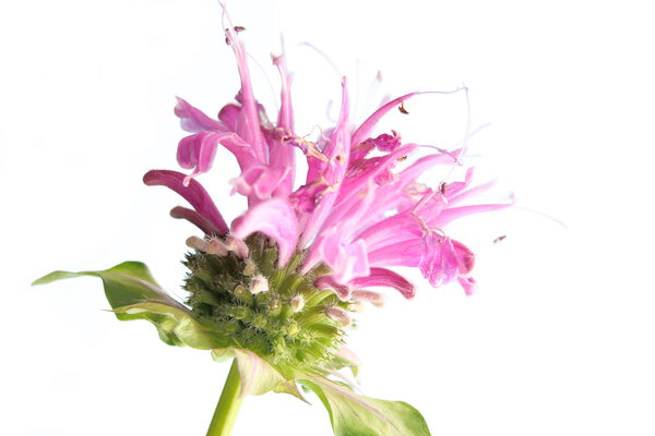 Flower of bee balm (Monarda didyma)
