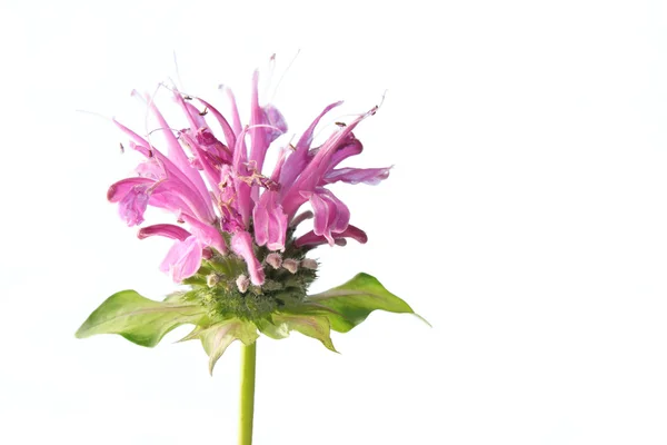 蜂香油 (ヤグルマハッカ ディディムの花) — ストック写真