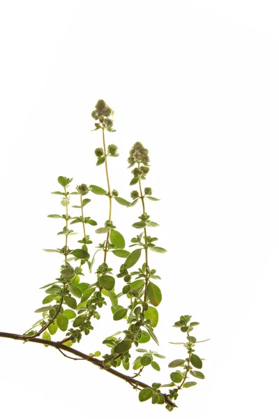 Majoran (origanum majorana)) — Stockfoto