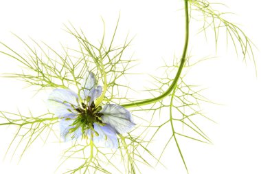 Sisli Aşk (Nigella Damascena)