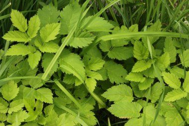 Ground elder (Aegopodium podagraria) clipart