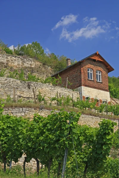 Winegrowing region Saale-Unstrut, Tyskland – stockfoto