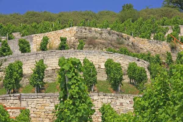 Winegrowing region Saale-Unstrut, Germany — Stock Photo, Image