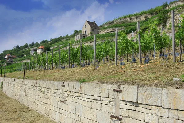 Weinanbaugebiet Saale-Unstrut, Deutschland — Stockfoto