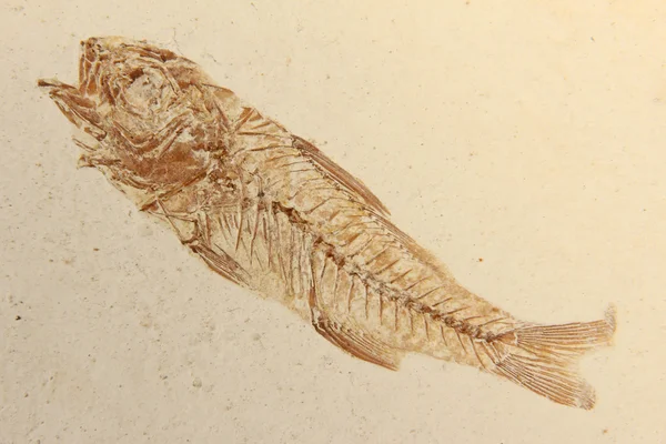 魚類化石 — ストック写真