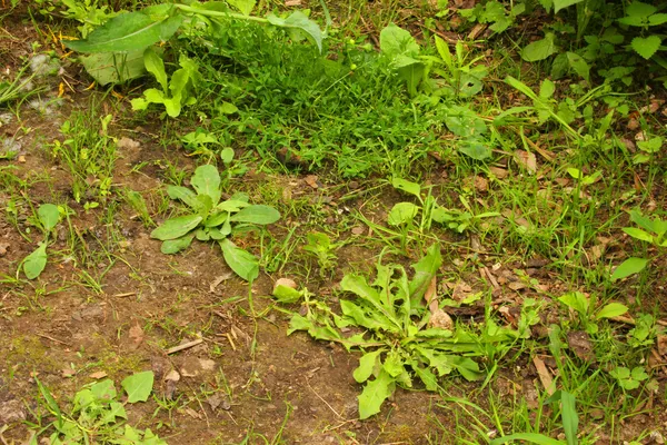 Ervas daninhas no jardim — Fotografia de Stock