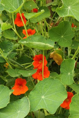 Nasturtium (Tropaeolum majus)