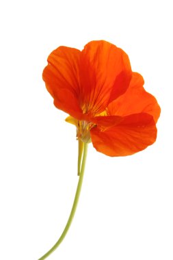 Nasturtium (Tropaeolum majus),