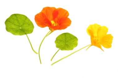 Nasturtium (Tropaeolum majus)