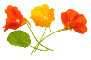 Nasturtium (Tropaeolum majus)